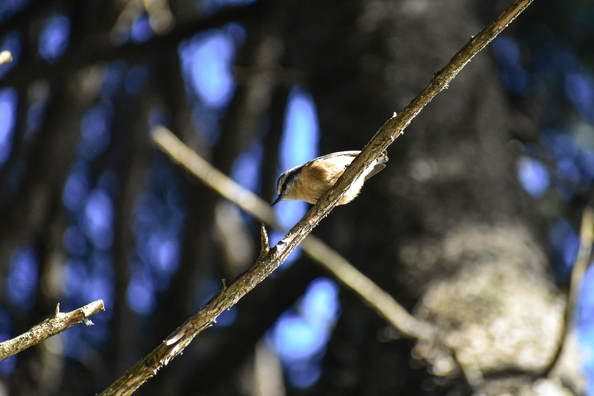 Red-breasted Nuthatch - ML647264783