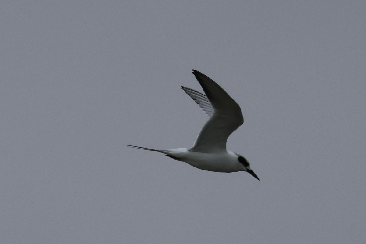 Forster's Tern - ML647264787