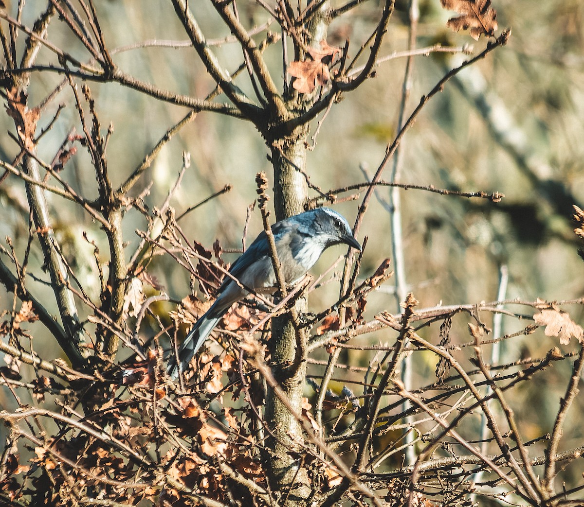 California Scrub-Jay - ML647264793
