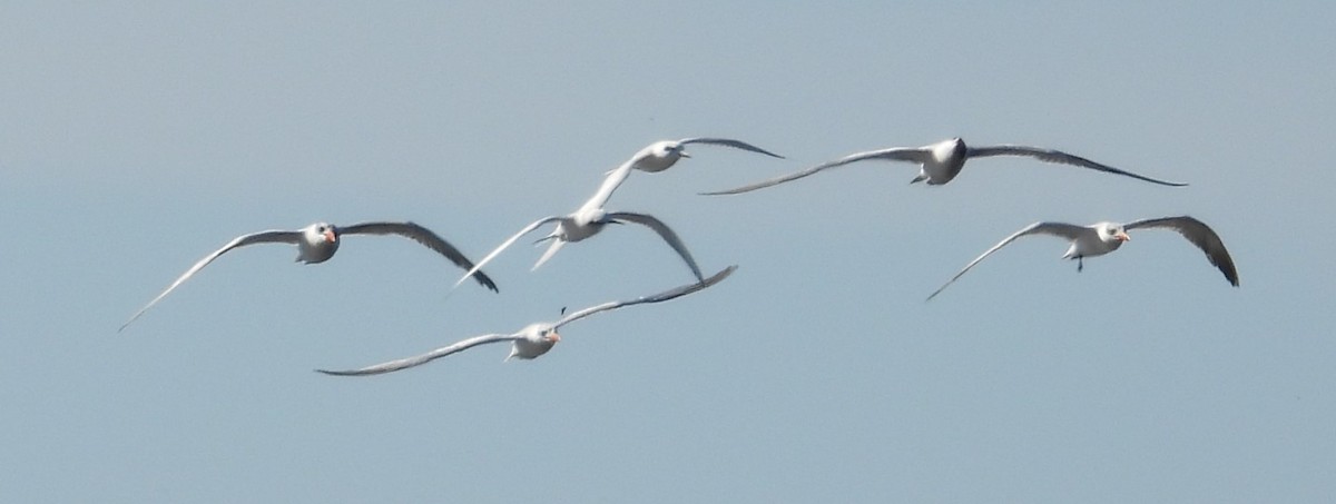Forster's Tern - ML647264794