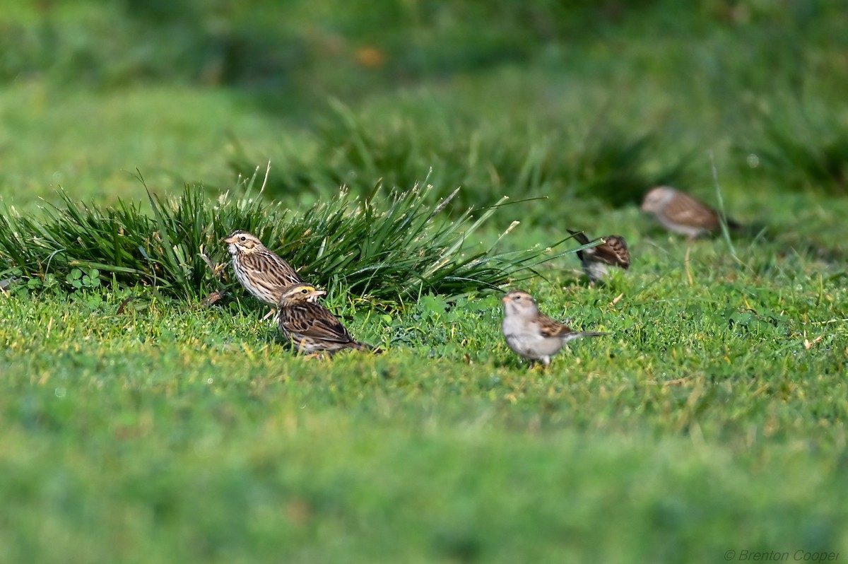 Savannah Sparrow - ML647264814