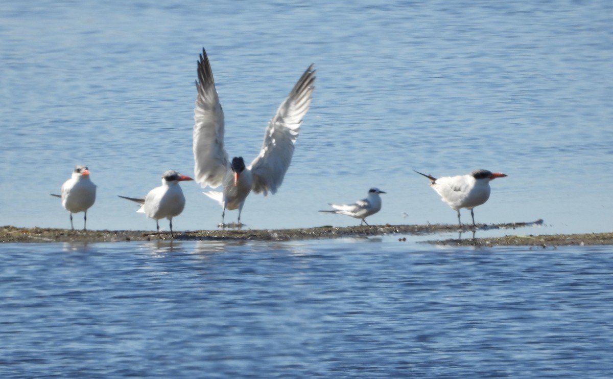 Forster's Tern - ML647264825