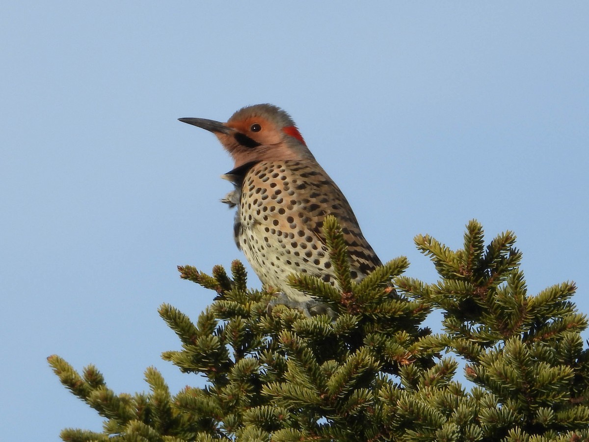 Goldspecht - ML647264830