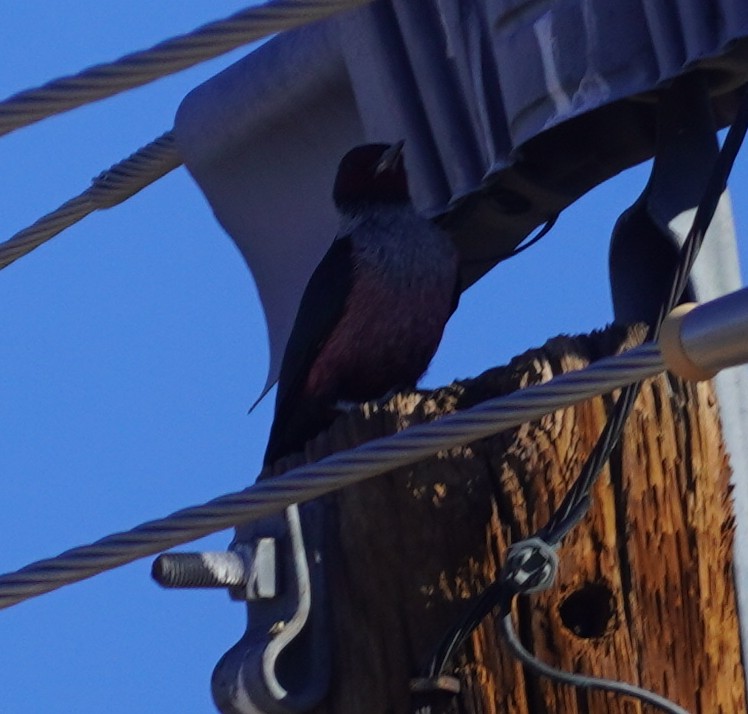 Blutgesichtspecht - ML647264841