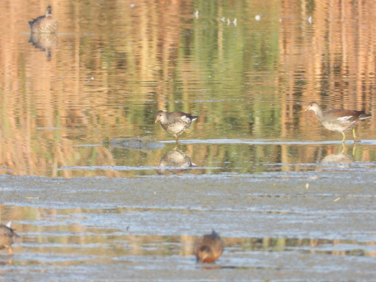 Курочка латиноамериканська - ML647264854