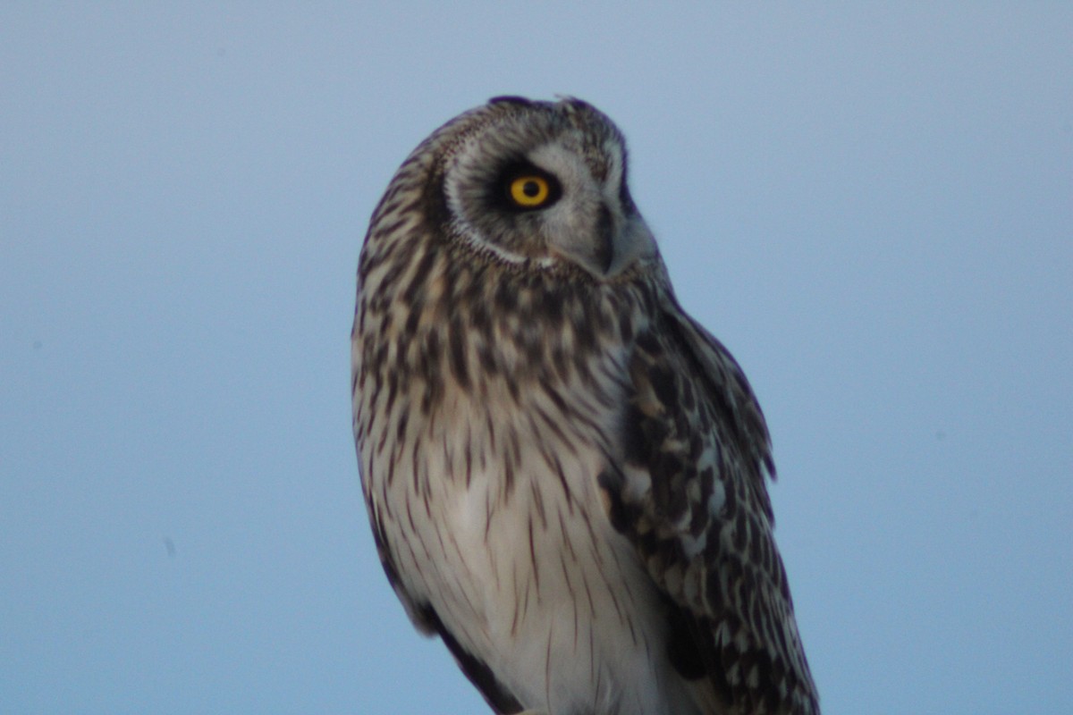 Zingira-hontza - ML647264864