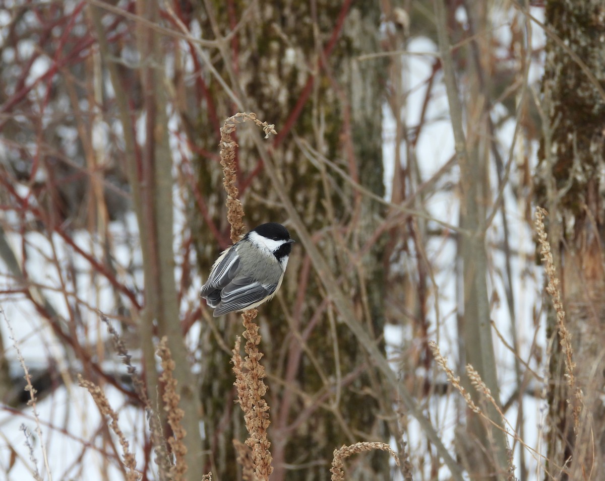 Black-capped Chickadee - ML647264866