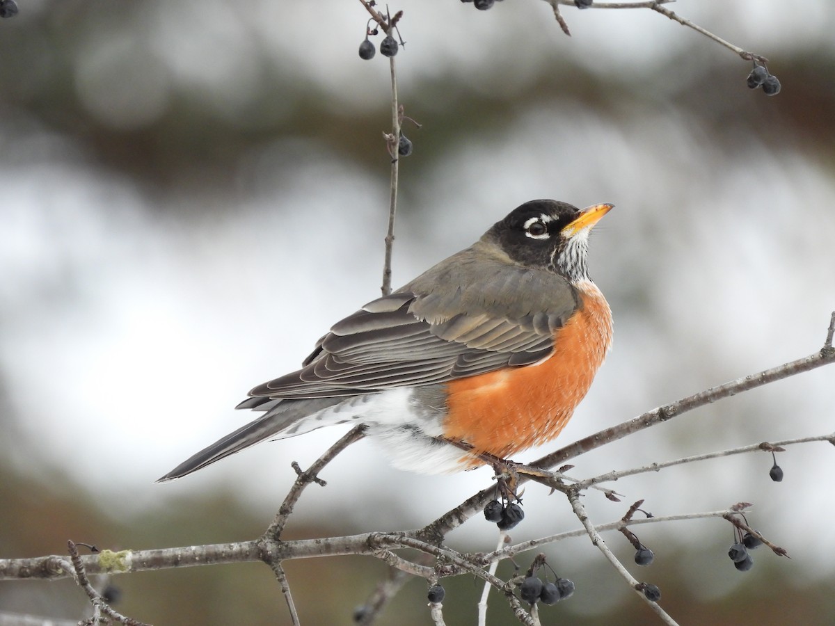 American Robin - ML647264879
