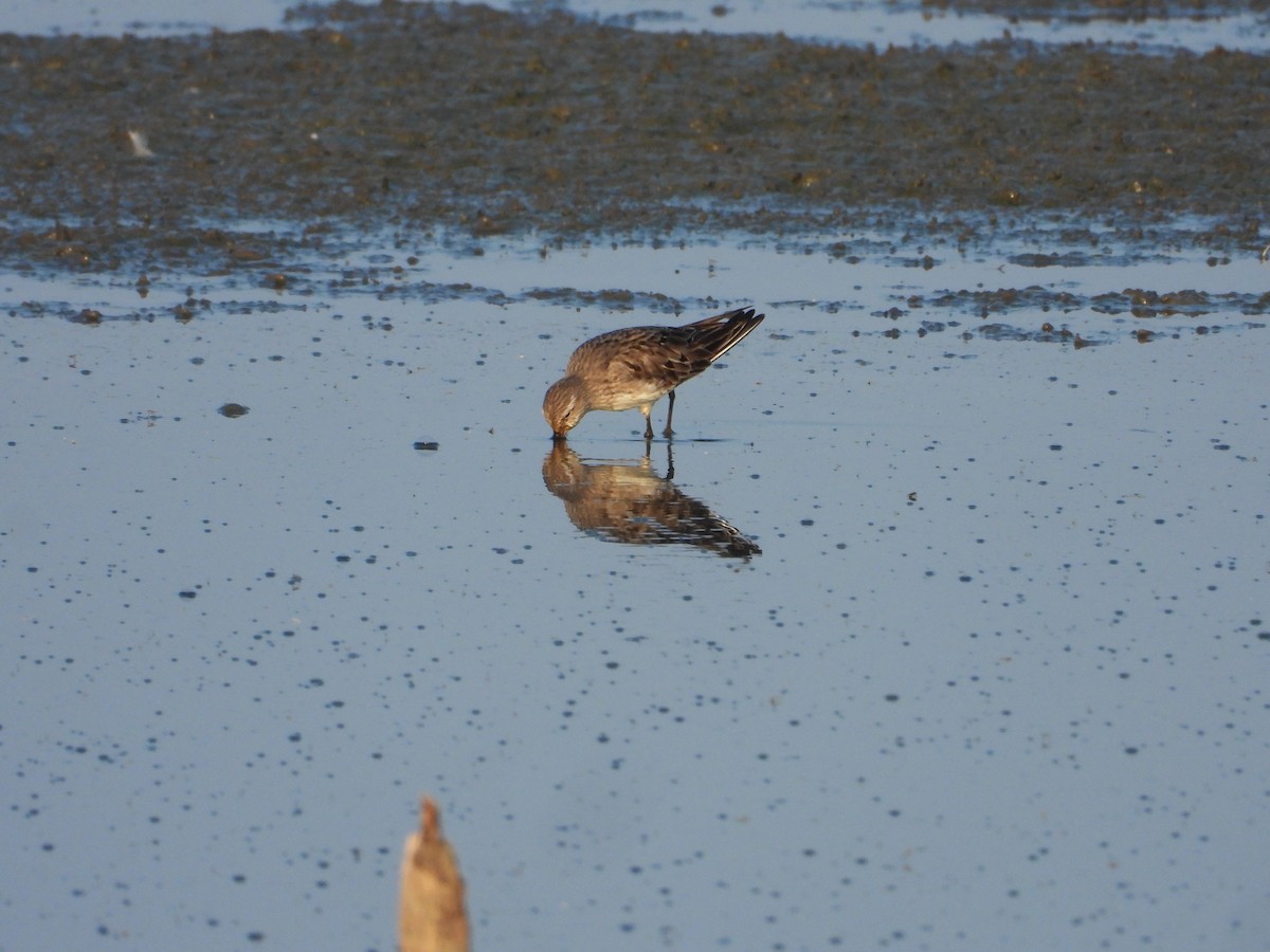 jespák tundrový - ML647264892