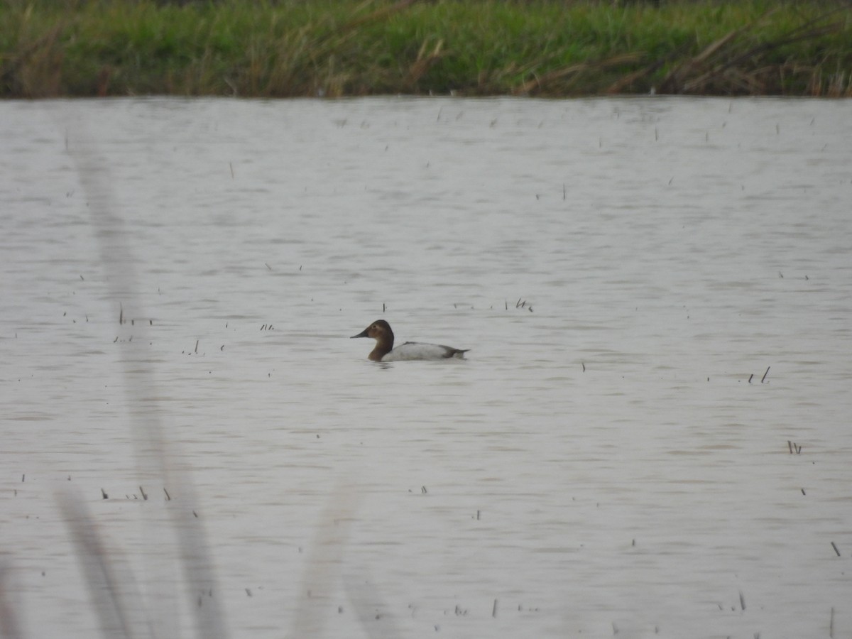 Canvasback - ML647264896