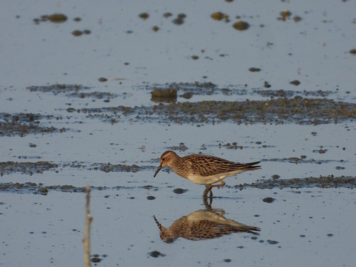 Pectoral Sandpiper - ML647264898