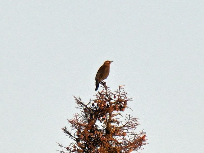 Rusty Blackbird - ML647264899