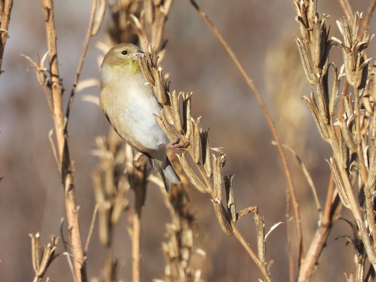 Chardonneret jaune - ML647264910