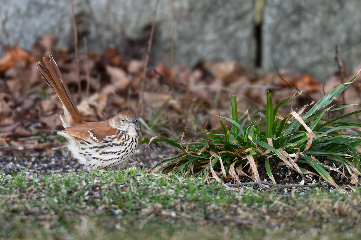 Brown Thrasher - ML647264911
