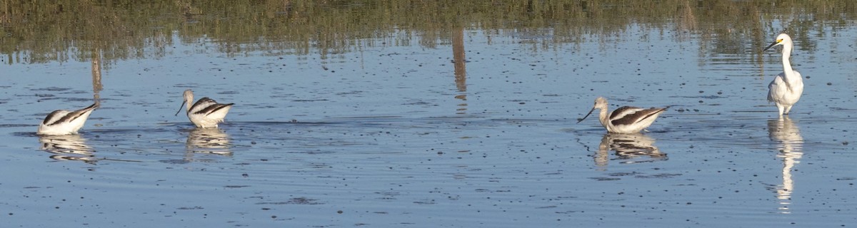 Kızıl Kılıçgaga - ML647264927