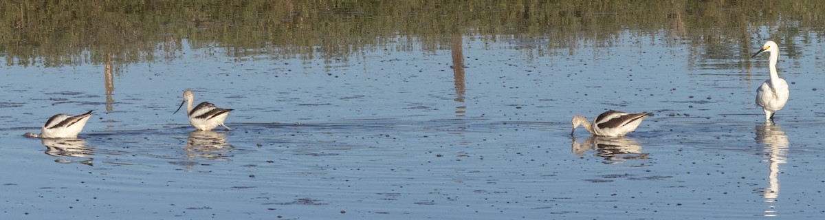 Kızıl Kılıçgaga - ML647264928