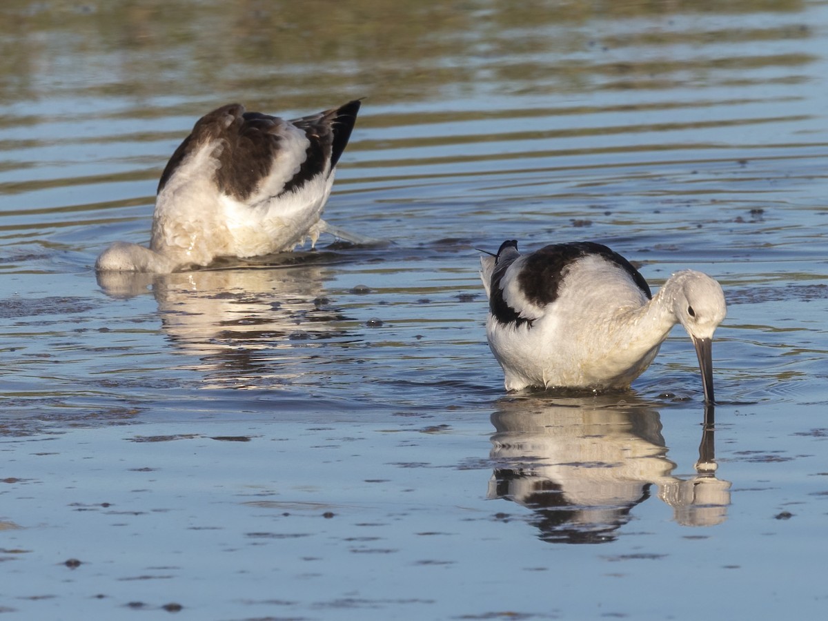 Kızıl Kılıçgaga - ML647264929