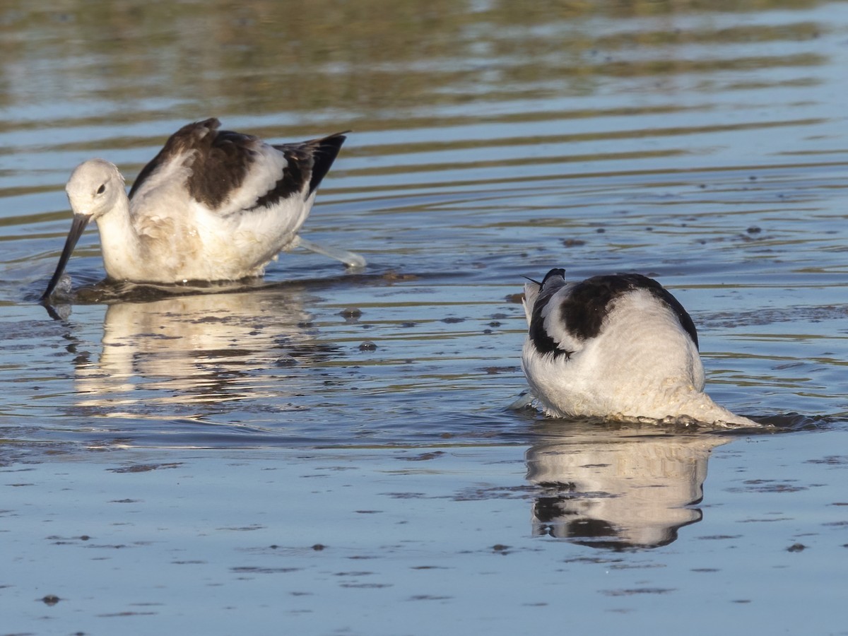 Kızıl Kılıçgaga - ML647264930