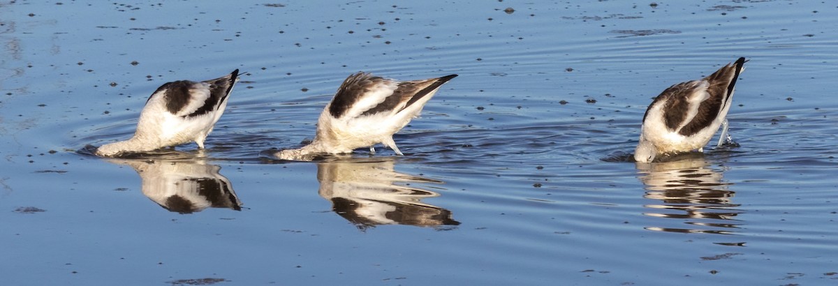 Kızıl Kılıçgaga - ML647264947