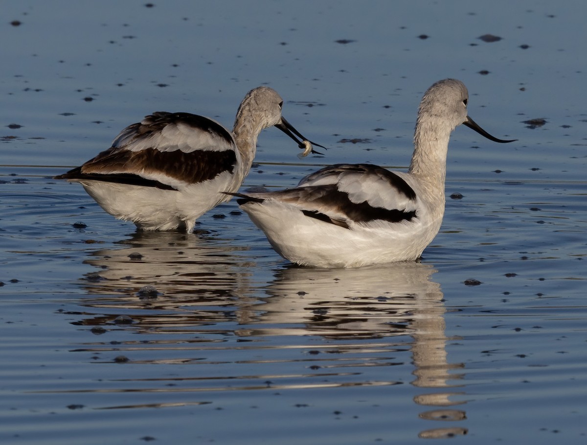 Kızıl Kılıçgaga - ML647264948