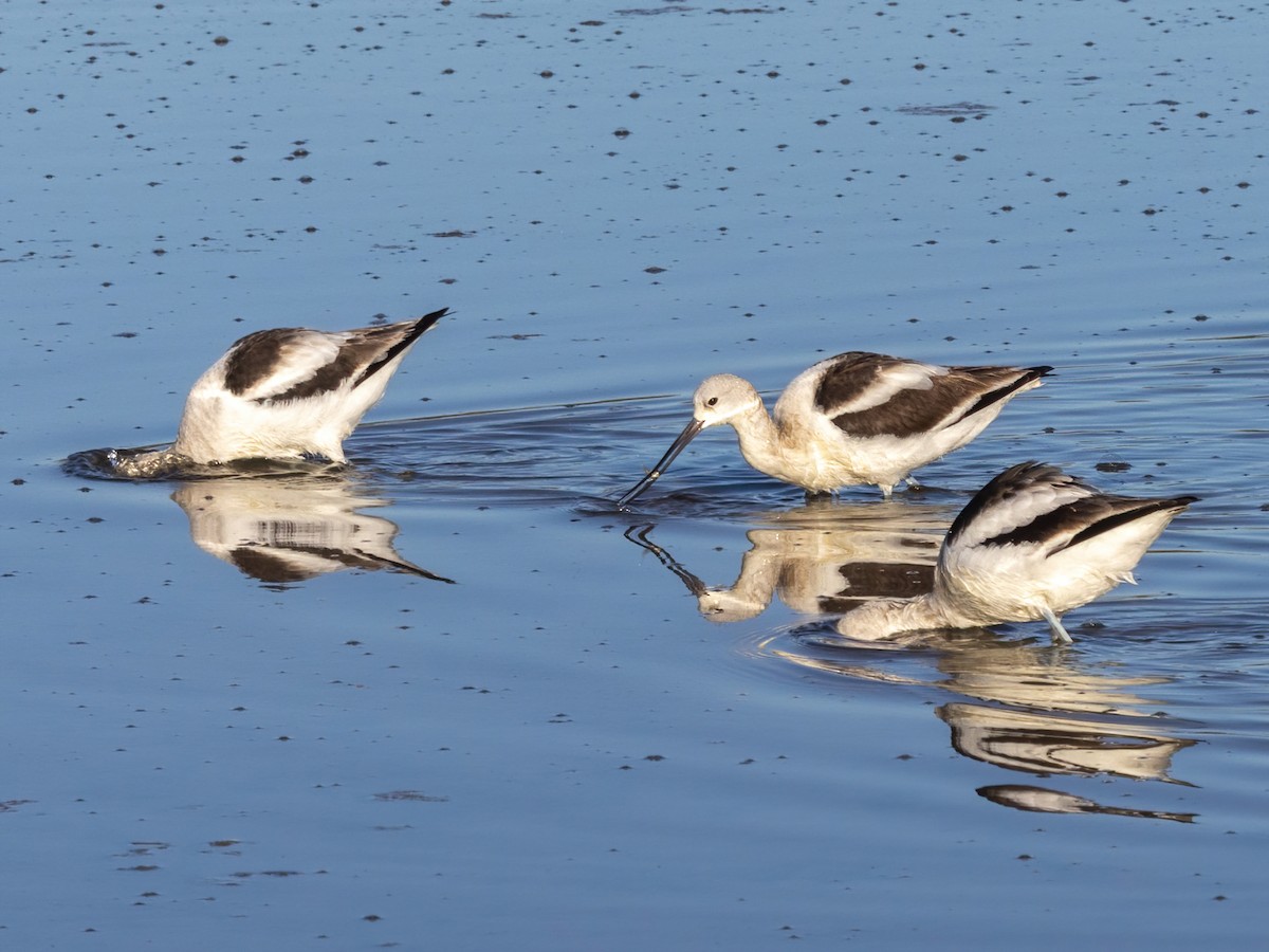 Kızıl Kılıçgaga - ML647264949