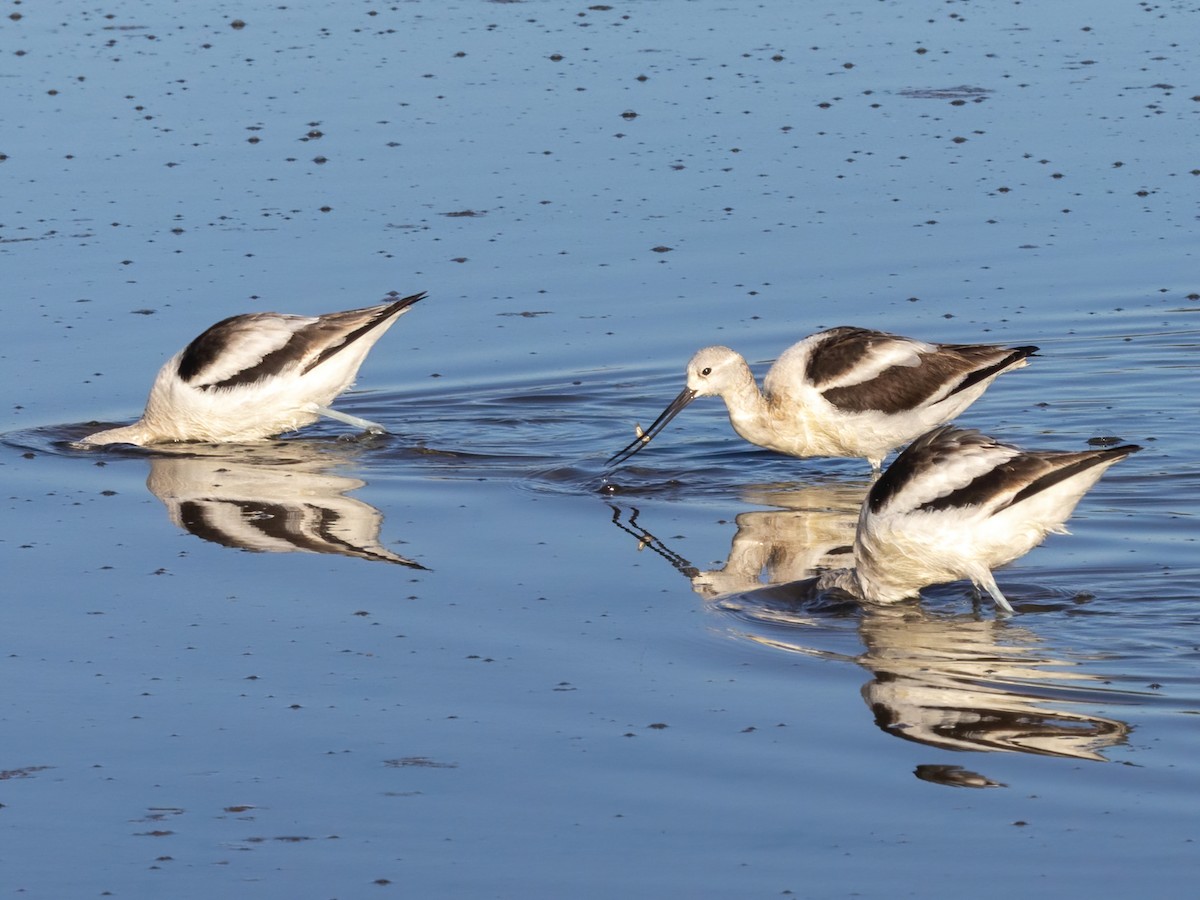 Kızıl Kılıçgaga - ML647264950