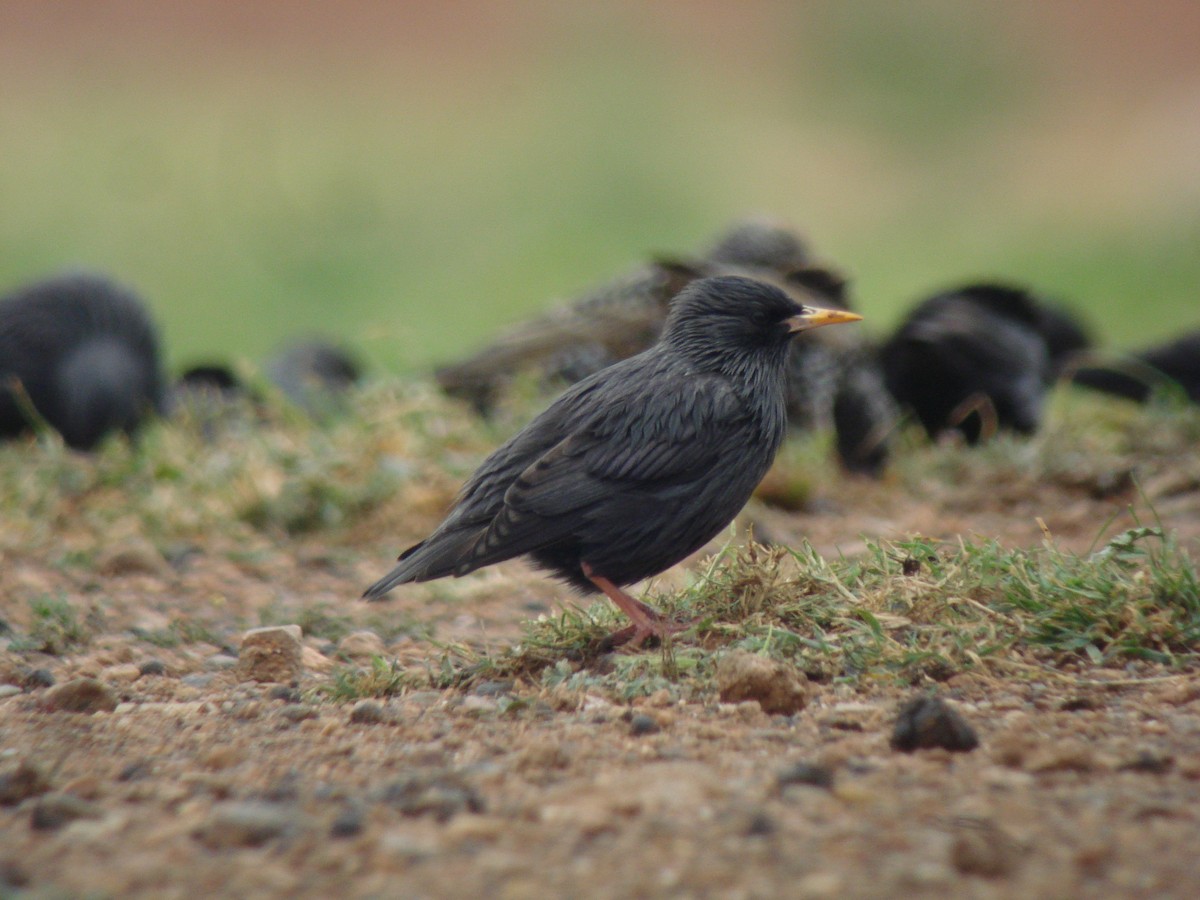 Étourneau unicolore - ML647264951