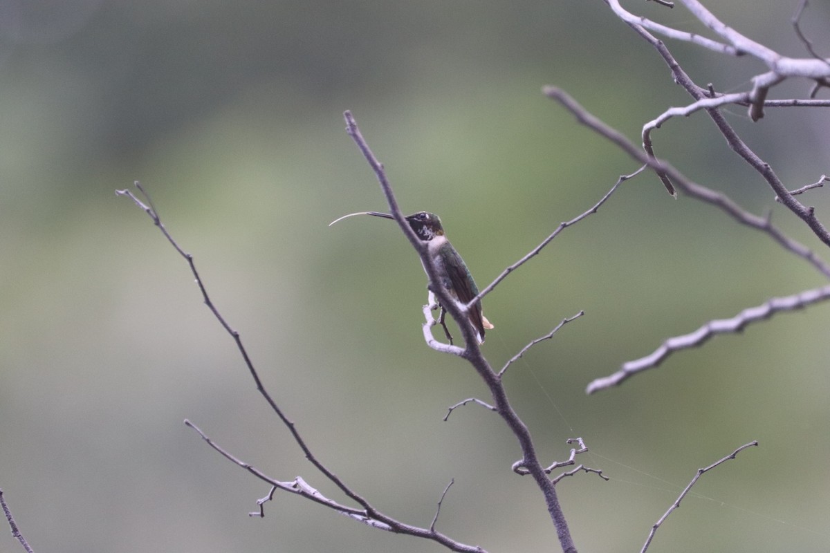 Рубиновогорлый колибри - ML647264952