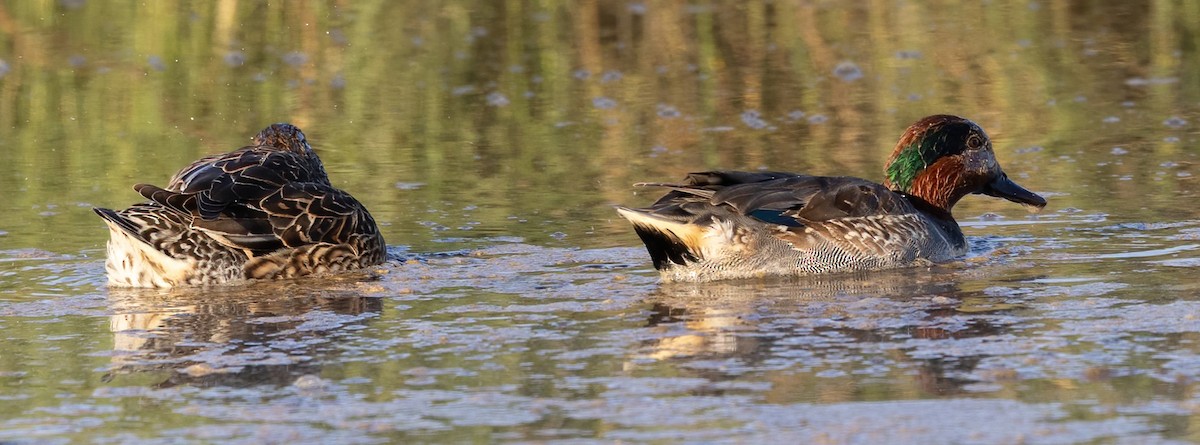 Çamurcun - ML647264964