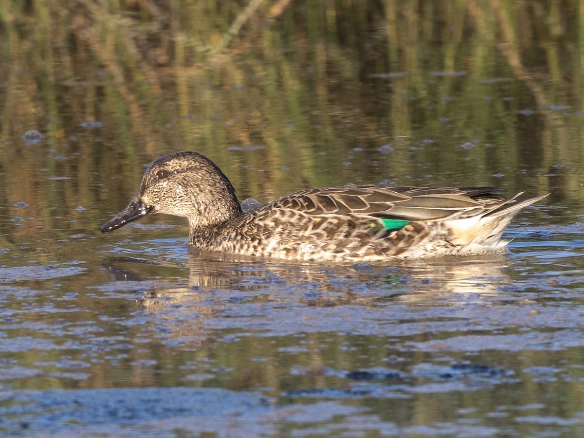 Çamurcun - ML647264965