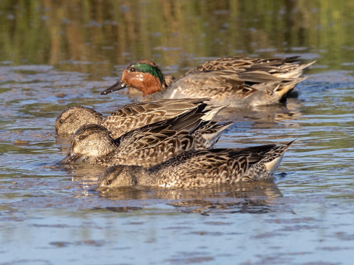 Çamurcun - ML647264966