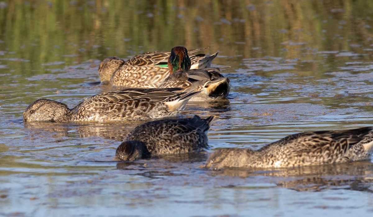 Çamurcun - ML647264967