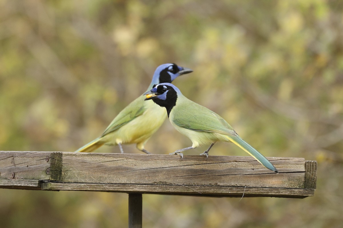 Перуанская сойка - ML647264986