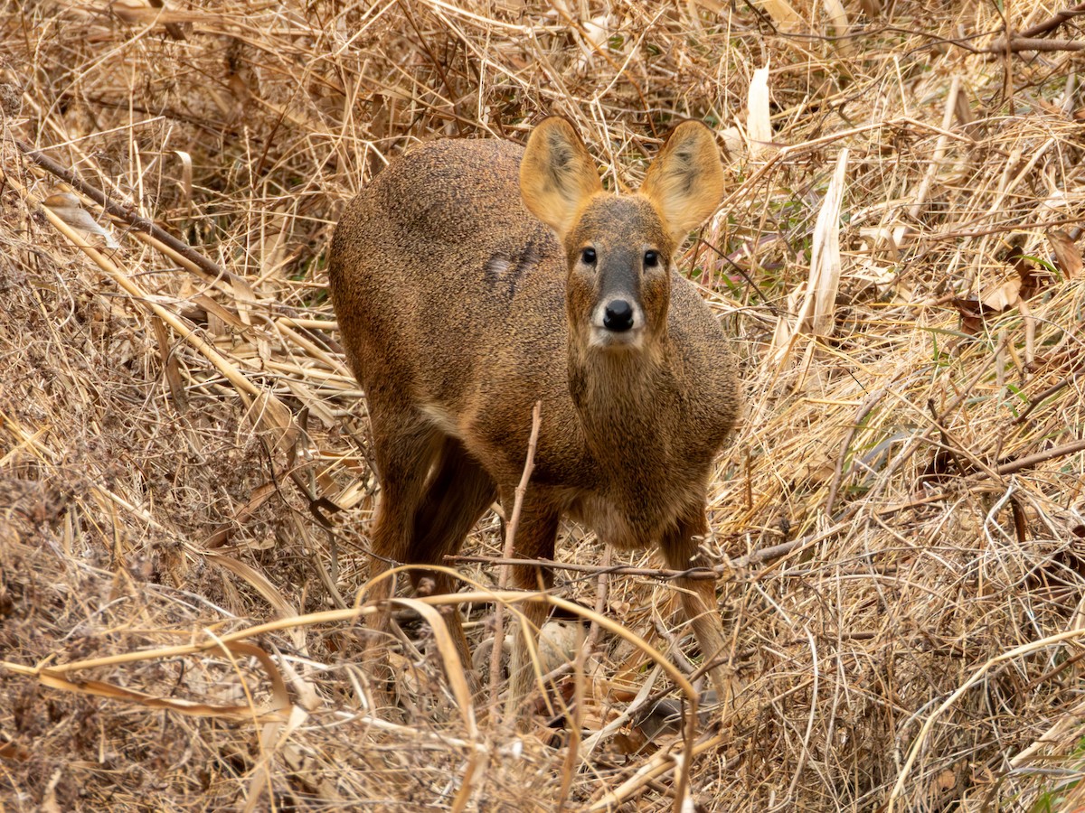 Animals - ML647264991