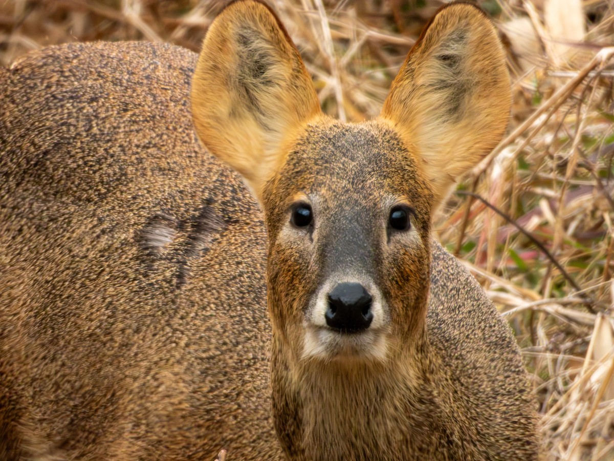 Korean Water Deer - ML647264993