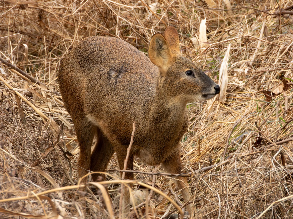 Animals - ML647264994