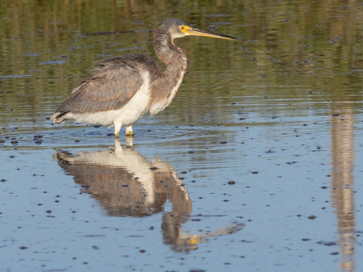 Üç Renkli Balıkçıl - ML647264997