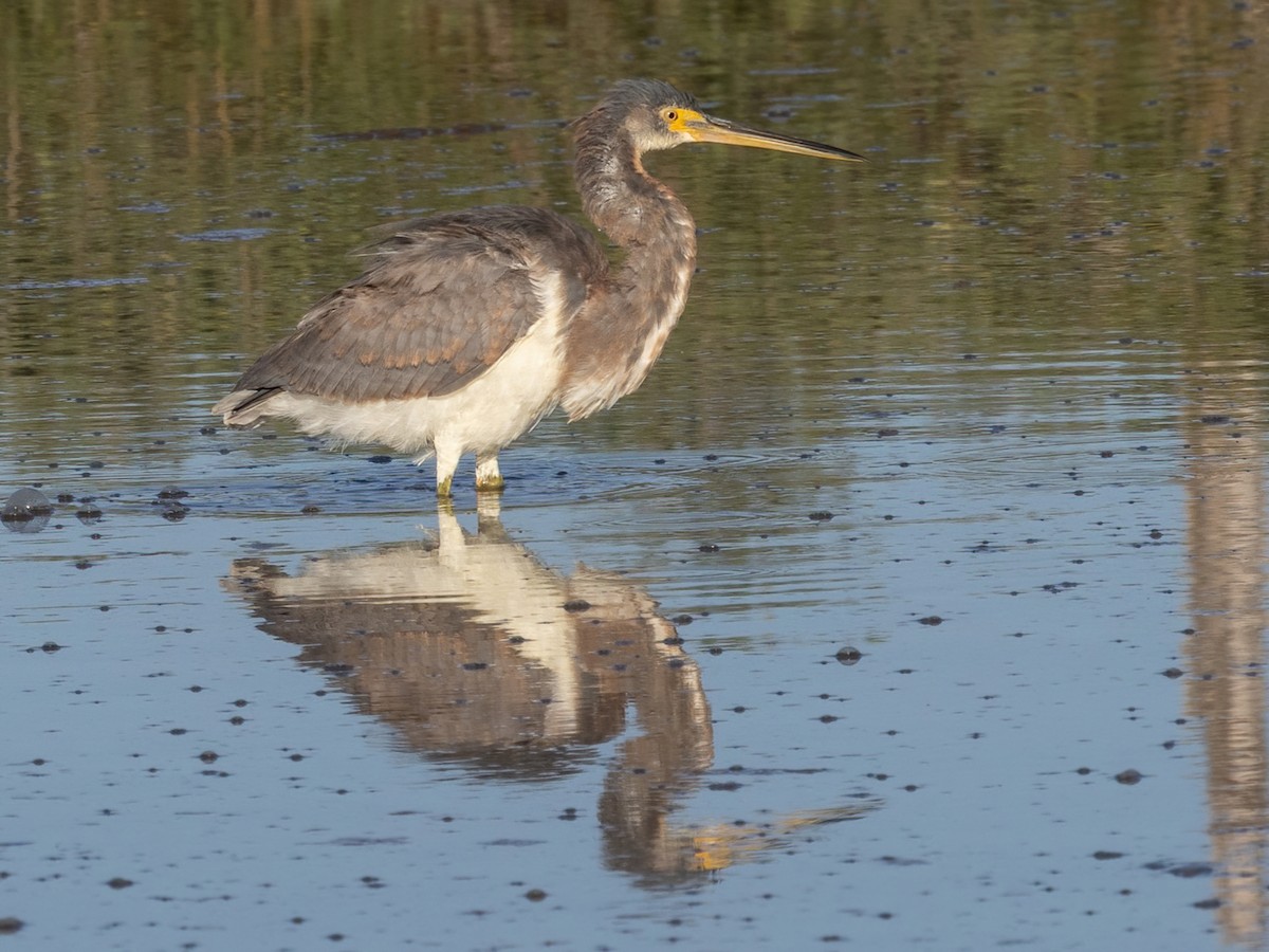 Üç Renkli Balıkçıl - ML647264998