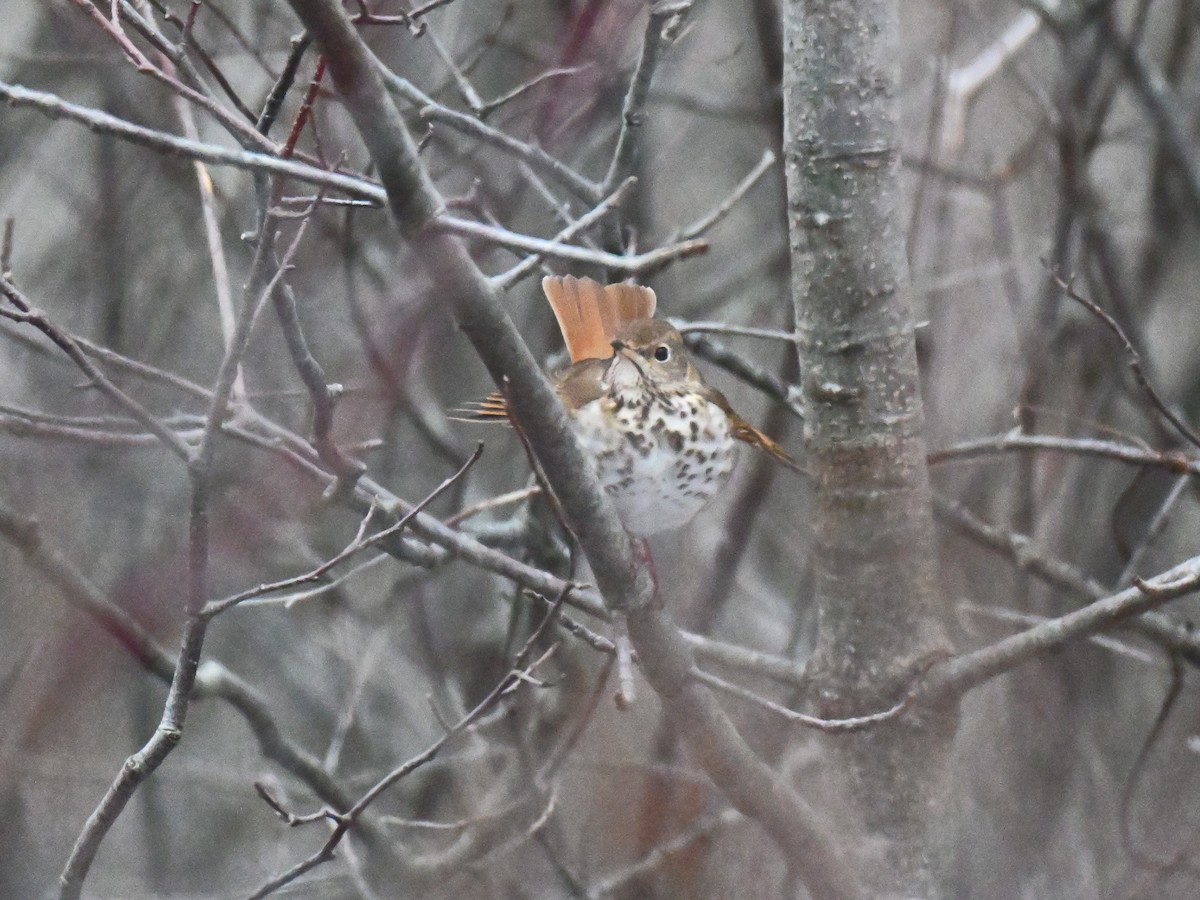Hermit Thrush - ML647265005