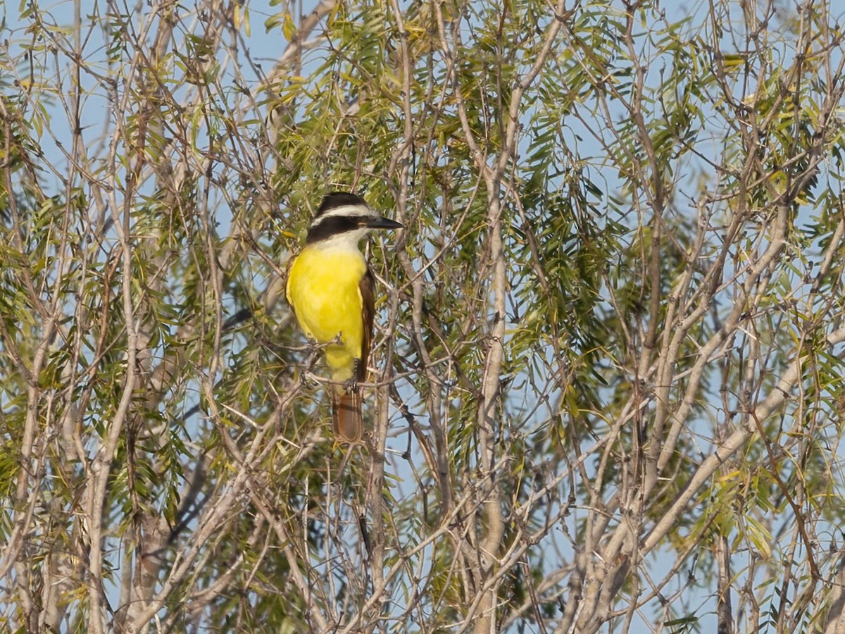 Büyük Kiskadi Tiranı - ML647265009