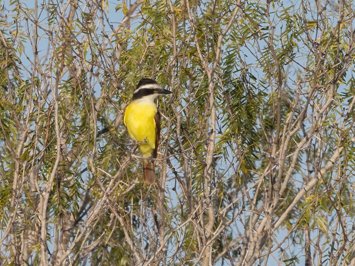 Büyük Kiskadi Tiranı - ML647265010