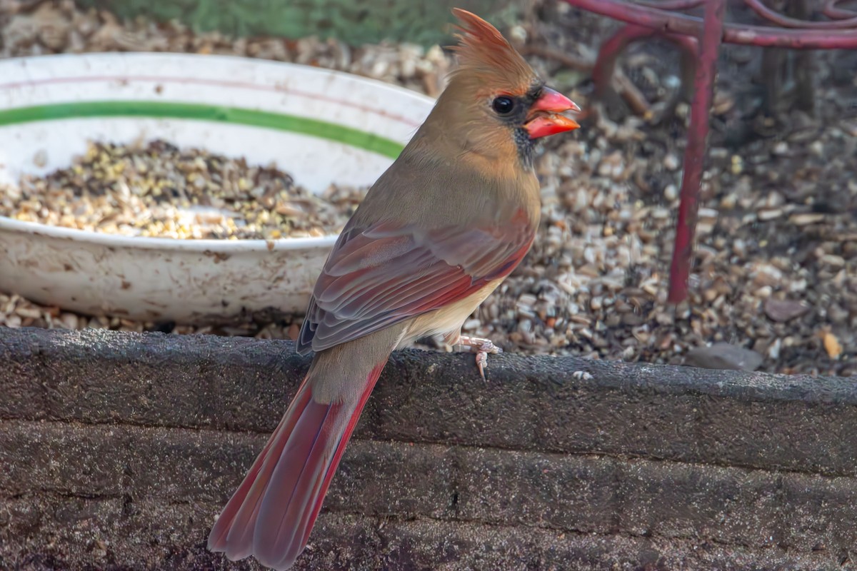 Cardinal rouge - ML647265021