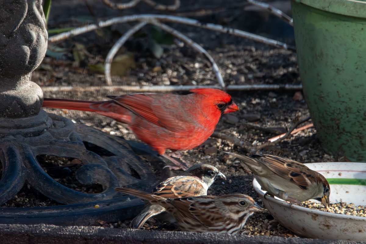 Cardinal rouge - ML647265022
