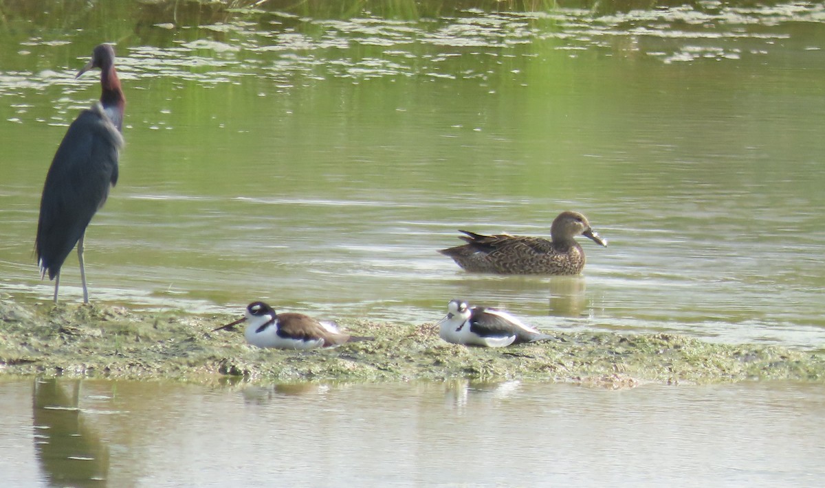 teal sp. - ML647265034