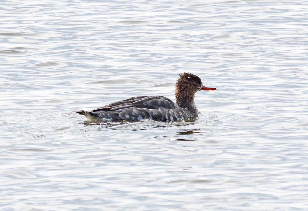 Serreta Mediana - ML647265036