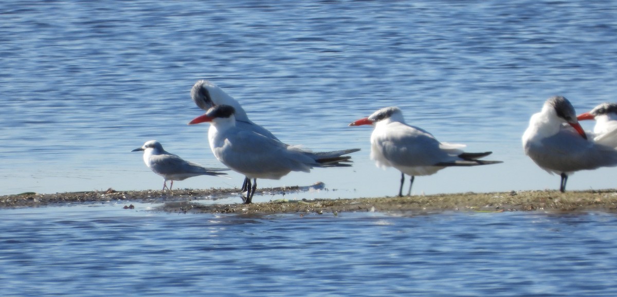 Forster's Tern - ML647265041
