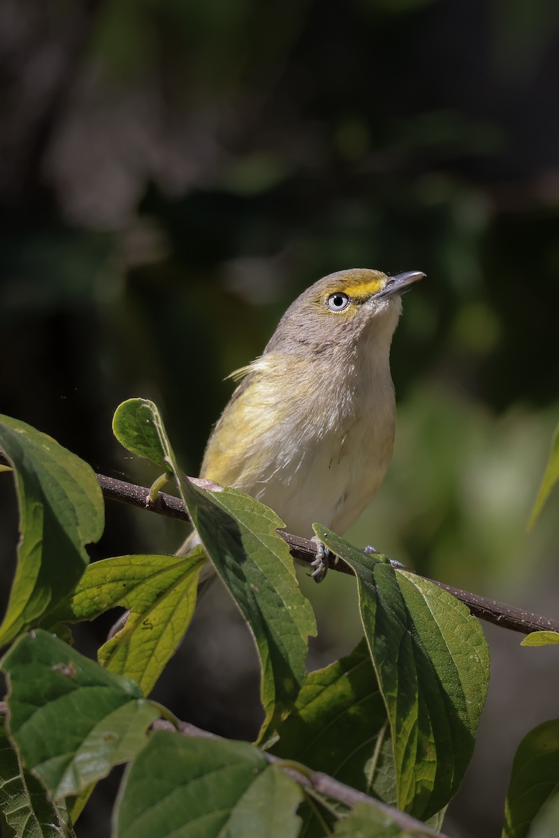 White-eyed Vireo - ML647265043