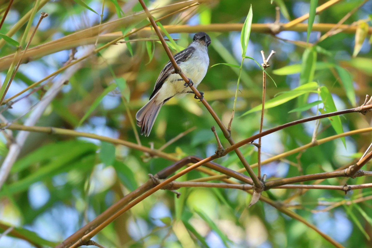 Stolid Flycatcher - ML647265045