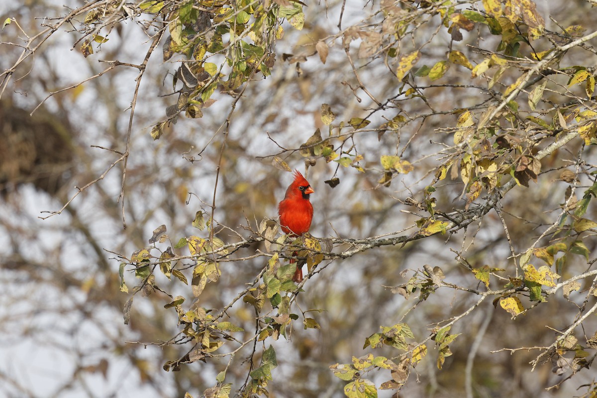 Cardinal rouge - ML647265046