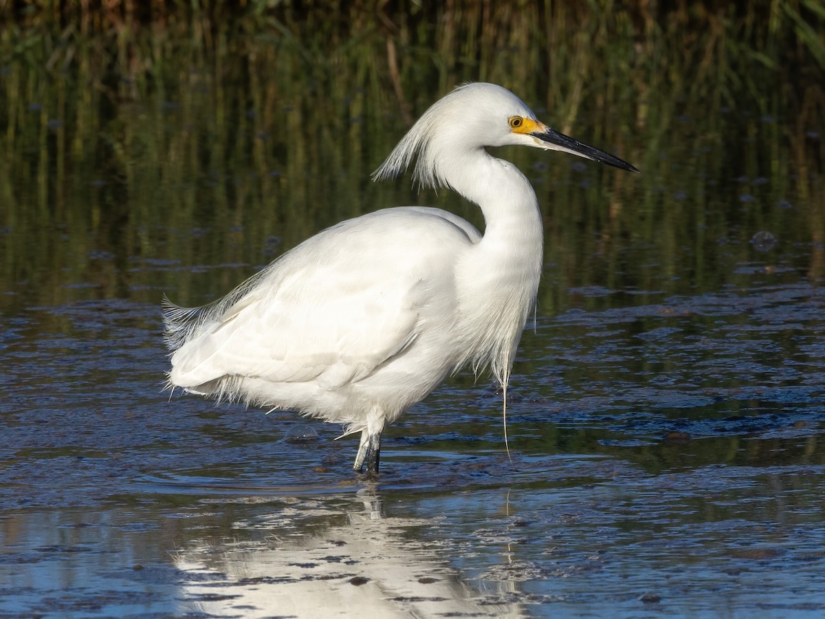 Karbeyaz Balıkçıl - ML647265052